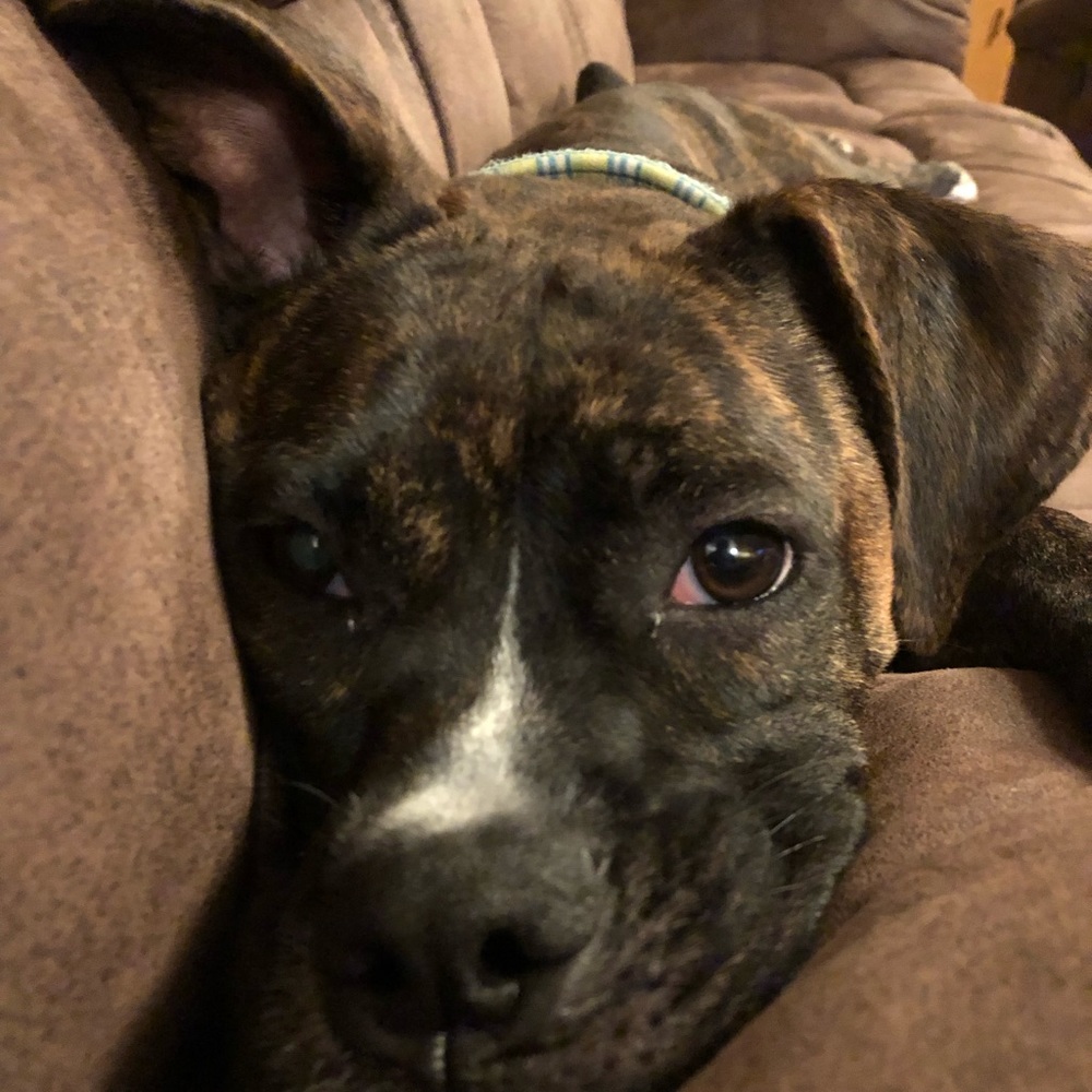 Meet your Posher, Jaxon